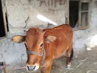 Lembu betina, Cattle — foto 1
