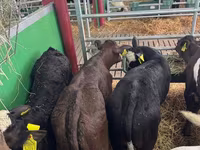 Lembu jantan, Simmental cattle — foto 5