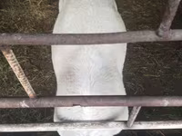 मेढ़ा, Dorper sheep — फ़ोटो 3