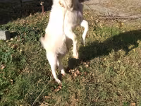 Ged, Geder — foto 4