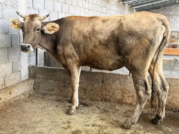 Krowa, Swiss cattle