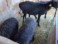 Montone, Pecore — foto 2