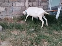 بز ماده, Saanen goat — عکس 1