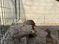 Hausente — Foto 3