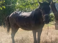Cavalo, French Trotter — foto 1