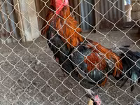 Chickens — عکس 1