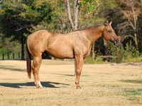 ม้าตัวผู้, Quarter Horse — รูปภาพ 3