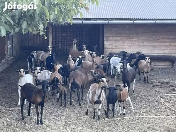 Montone, Cameroon sheep