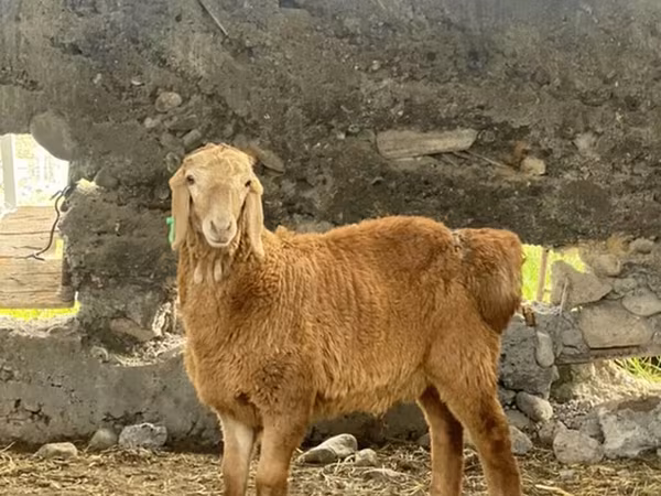 Ram, Arashan sheep — Kyrgyzstan