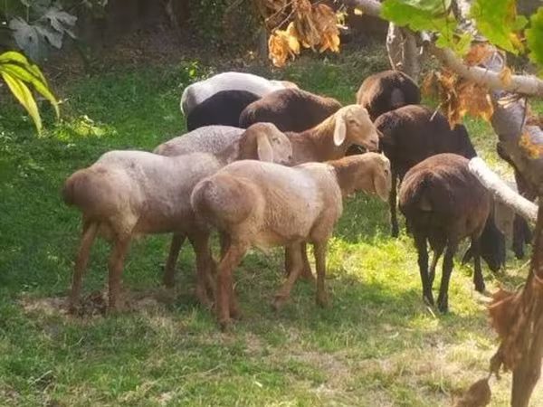 گوسفند (گروه، جنسیت مشخص نشده), Arashan sheep