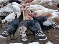 Turkeys — 写真 6