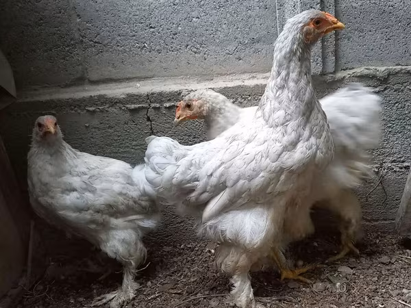 براهما