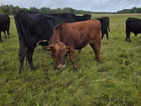 Boğa, Aberdin Angus — foto 3