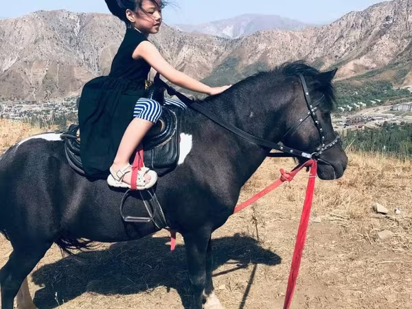 ม้าตัวผู้, Shetland Pony