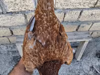 Guinea fowl — 사진 7
