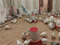 Chickens — รูปภาพ 1
