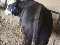 Lembu jantan, Cattle — foto 1