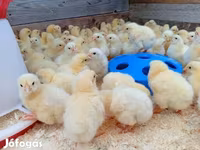 Chickens — foto 1