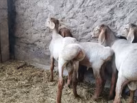 قوچ, Arashan sheep — عکس 6