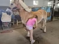 Aygır, Haflinger — foto 7