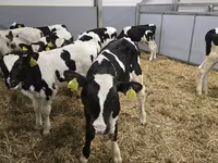 Býk, Russian Black pied cattle — foto 4