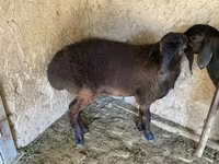 قوچ, گوسفند — عکس 5