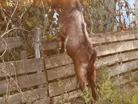 Billy Goat, Goats — photo 5