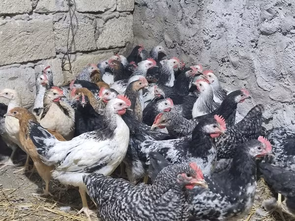 Chickens