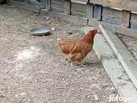 Chickens — 照片 1