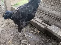 Chickens — 사진 1