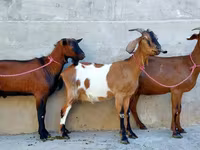 Koza, Nubian Goat — foto 3