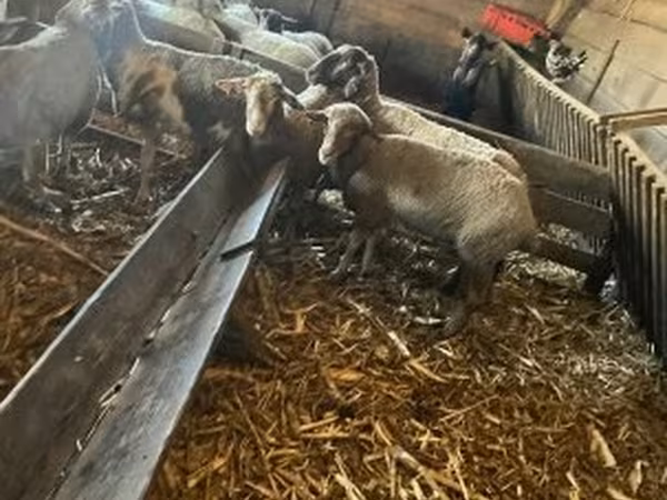 میش, گوسفند