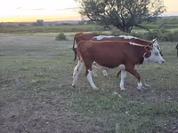 گاو ماده, گاو سفیدسر قزاقستانی — عکس 2