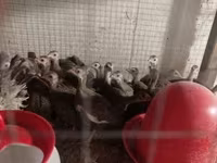 Guinea fowl — foto 2