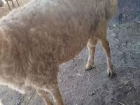 Ram, Karakul sheep — foto 5