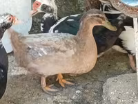 Muscovy domestica — foto 7