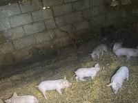 公猪, Pigs — 照片 3