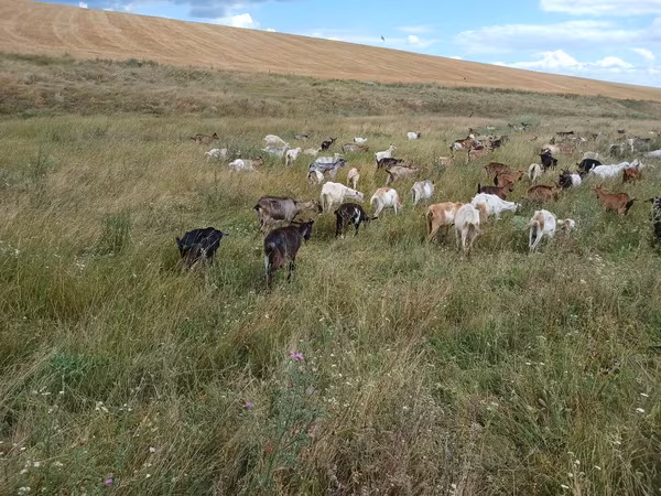 Goat, Goats