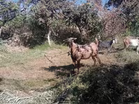 بز (گروه، جنسیت مشخص نشده), Beetal goats — عکس 2