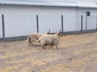 قوچ, German Grey Heath sheep — عکس 2