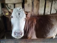 Jument, Chevaux — photo 3