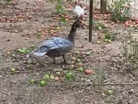 Ducks — ảnh 2