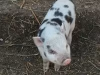 Kanec, Prasata — foto 2