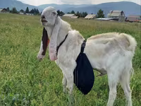 Buk, Gulabi goats — foto 4