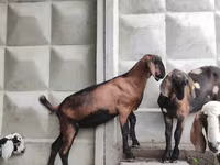 بز نر, Nubian Goat — عکس 7