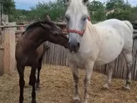 Yegua, Caballos — foto 4