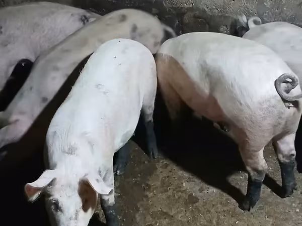 مادہ سؤر, سور