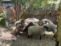 Pecora, White Suffolk sheep — foto 5