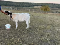 Lo’, Cattle — sawirka 5
