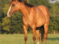 مادیان, Quarter Horse — عکس 3
